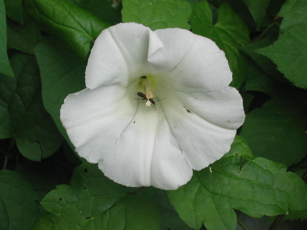 Calystegia sp.